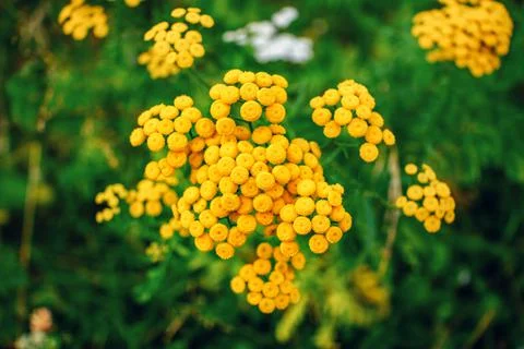 Close up beautiful yellow Tanacetum or tancies flowers Stock Photos