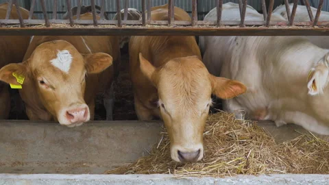 Close-up of a beautiful young  cows stand in a stall and look at the camera Vídeo Stock 179034172