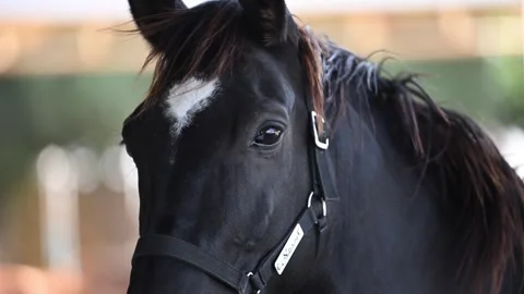 A close-up of a beautiful young horse during an international endurance race in Stock Footage 331171144