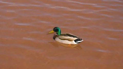CLOSE UP: Beautiful young mallard dips its beak into the dirty red pond water. Stock Footage 127199541