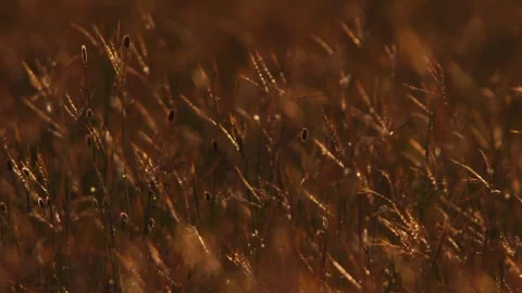 Close up of beautifully backlit tall grass on a windy sunset in Africa. Stock Footage 252382489