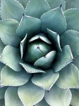 Close up of a beautifully patterned flower Stock Photos