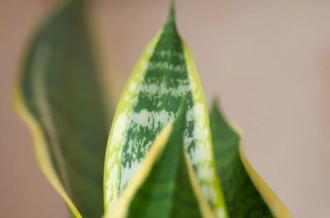 Close-up on the beautifully patterned leaves of a snake plant sansevieria tri Stock Photos