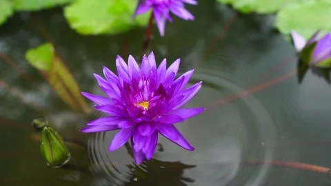 A close-up with the beauty of the lotus Stockbeeldmateriaal 106999778