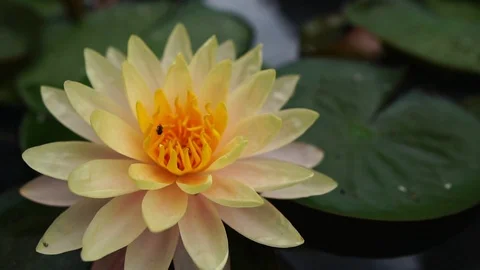 A close-up with the beauty of the lotus Stockbeeldmateriaal 107000112
