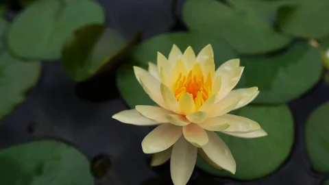 A close-up with the beauty of the lotus Stock Footage 107000402