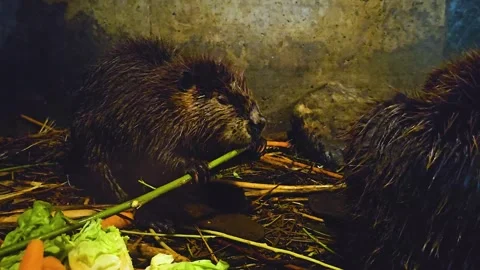 Close up beaver chewing Stock Footage 245046095