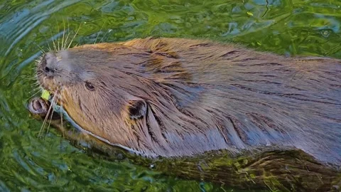 Close up of beaver chewing Stock Footage 272975999