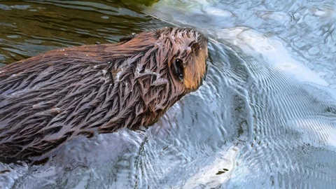 Close up of beaver Stock Footage 121893238