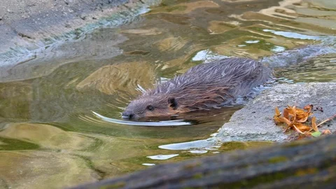 Close up of beaver Stock Footage 121893245