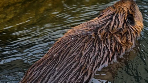 Close up of beaver Stock Footage 121893334