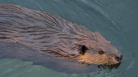 Close up of beaver Stock Footage 121893400