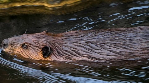 Close up of beaver Stock Footage 121893452