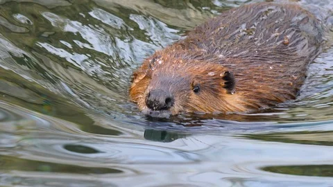 Close up of beaver Stock Footage 122962468