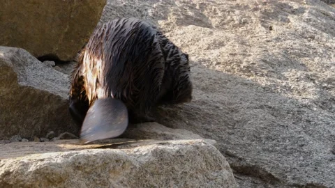 Close up of beaver Stock Footage 135992703