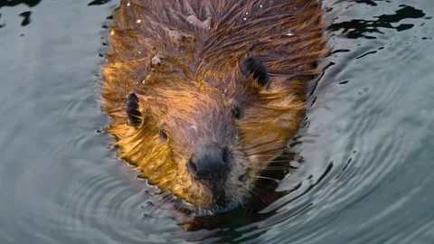 Close up of beaver Stock Footage 144625498