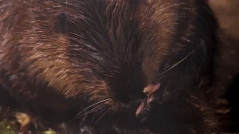 Close up of Beaver Stock Footage 219245169
