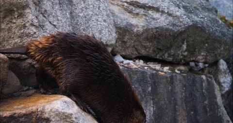 Close up of Beaver Stock Footage 234229322