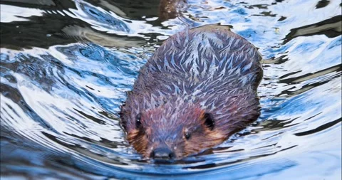 Close up of beaver  Stock Footage 236696051