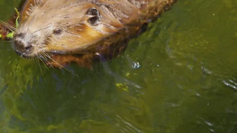 Close up of beaver  Stock Footage 244549193