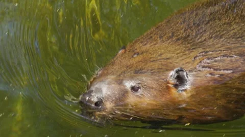Close up of beaver  Stock Footage 244549340
