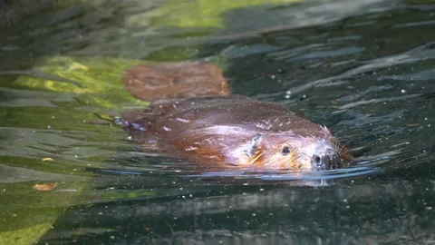 Close up of beaver Stock Footage 251714850