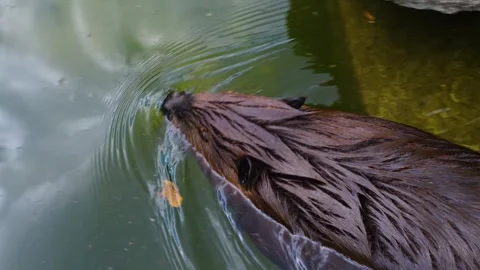 Close up of beaver 스톡 동영상 251714904