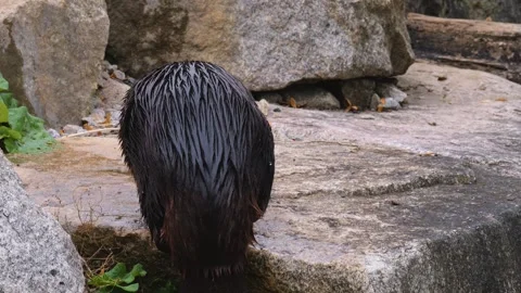 Close up of a beaver Stock Footage 252549335