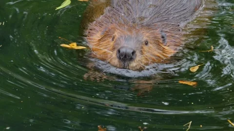 Close up of a beaver Stock Footage 252549360