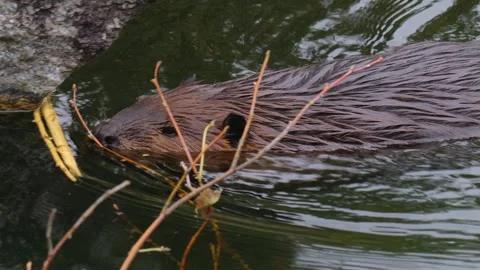 Close up of beaver Stock Footage 252561215