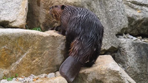 Close up of beaver Stock Footage 252561295