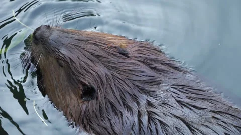 Close up of beaver  Stock Footage 272792919