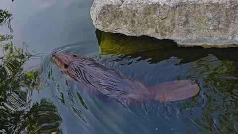 Close up of beaver Video stock 272971937