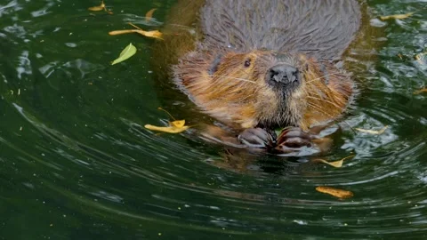 Close up of beaver swimming Stock Footage 252750182