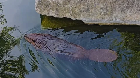 Close up beaver swimming Stock Footage 272964313