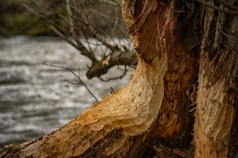 Close-up of beaver traces in the process of cutting down a tree 스톡 사진
