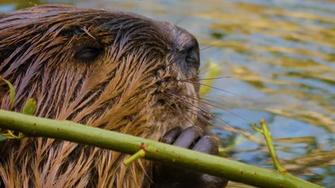 Close up of Beaver in water 4K Stock Footage 116605679
