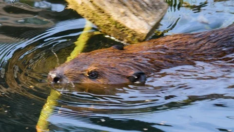 Close up of Beaver in water 4K Video stock 116605797