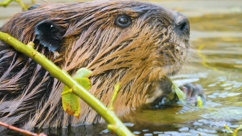 Close up of Beaver in water 4K Stock Footage 116611810