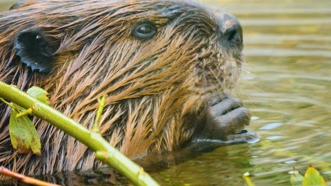 Close up of Beaver in water 4K Stock-Footage 116611904
