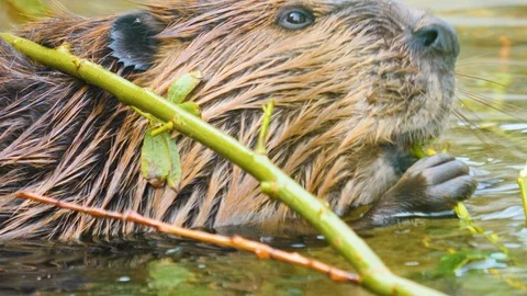 Close up of Beaver in water 4K Stock Footage 116611999