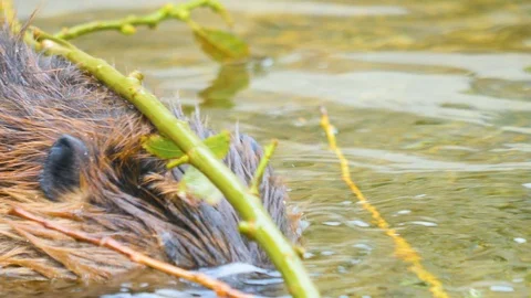 Close up of Beaver in water 4K Stock Footage 116612236