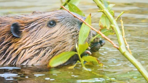Close up of Beaver in water 4K Stock Footage 116612457