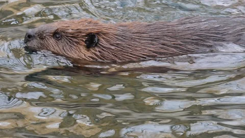 Close up of beavers Video stock 122960711