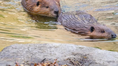 Close up of beavers Video stock 122965505