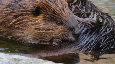 Close up of beavers Stock Footage 122966168