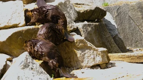 Close up of beavers Stock Footage 142826906