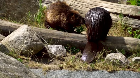 Close up of beavers Stock-Footage 251715198