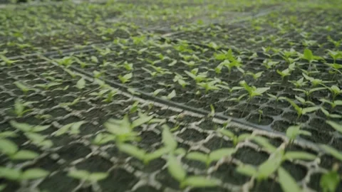Close up of bed of baby bell pepper sucker plants ready to go into the Stock-Footage 276734570