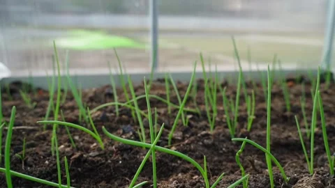 Close-up of a bed in a greenhouse with sprouting onions, smooth camera movement Stock Footage 307269811